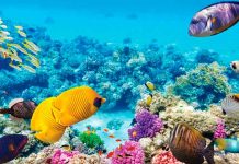 La Unesco no declara "en peligro" a la Gran Barrera de Coral, pese a las recomendaciones de científicos
