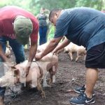 Bonos de cerdas entregadas a productores de Granada