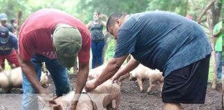 Bonos de cerdas entregadas a productores de Granada