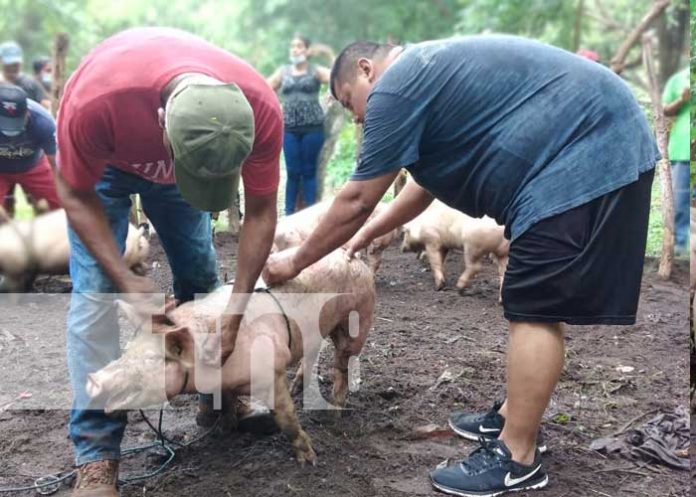 bono-cerdas-granada-3 Bonos de cerdas entregadas a productores de Granada