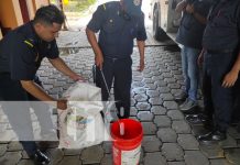 Entregan al MARENA caimán atrapado por pobladores en Managua Foto: Entregan al MARENA caimán atrapado por pobladores en Managua / TN8