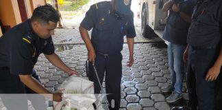 Foto: Entregan al MARENA caimán atrapado por pobladores en Managua / TN8