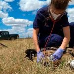Encuentran 55 buitres muertos en España envenenados con pesticida espana, aparicion, buitres, muertos, envenenamiento, pesticida,