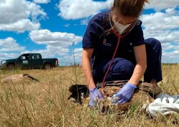 espana, aparicion, buitres, muertos, envenenamiento, pesticida,