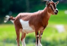 De terror: Una cabra camina en dos patas (Video) Foto: De terror: Una cabra camina en dos patas (Video)/Referencia