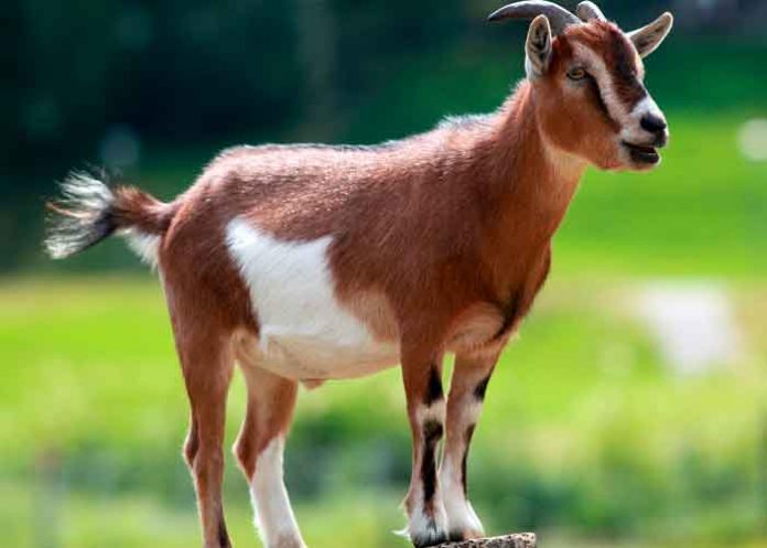 Foto: De terror: Una cabra camina en dos patas (Video)/Referencia