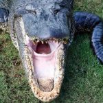 estados unidos, caiman, ataque,