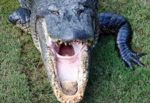 Florida: Hallan cadáver de mujer que pudo ser atacada por un caimán estados unidos, caiman, ataque,