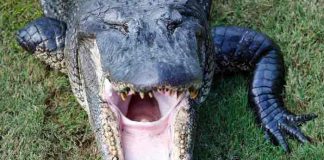 estados unidos, caiman, ataque,