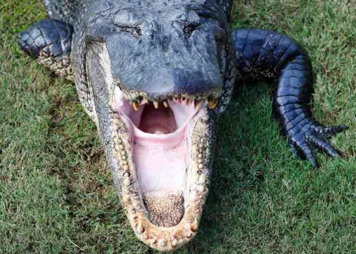 estados unidos, caiman, ataque,