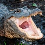 ¡Aquí se resuelve! Hombre se arriesga y usa la boca de un caimán para abrir una cerveza