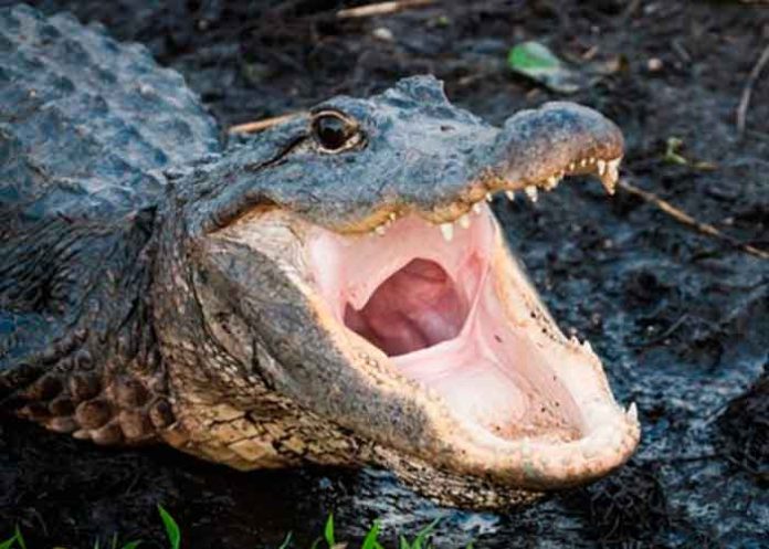 caiman- ¡Aquí se resuelve! Hombre se arriesga y usa la boca de un caimán para abrir una cerveza