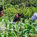 Imágenes de productores aporcando la siembra de maíz en Yalagüina / FOTO / TN8