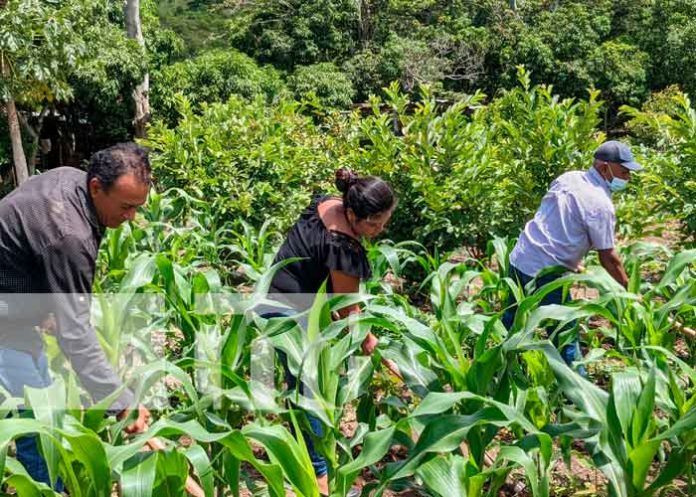 campesino,-yalaguina,-11 Imágenes de productores aporcando la siembra de maíz en Yalagüina / FOTO / TN8