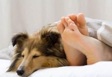 En tiempos de coronavirus es mejor no dormir con tus mascotas Foto: En tiempos de coronavirus es mejor no dormir con tus mascotas / Referencia