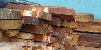 Foto: Incautan timbres de madera preciosa en comarca El Anzuelo / TN8