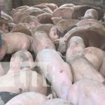200 bonos de cerdas para mejorar el hato porcino en Nueva Segovia / FOTO / TN8