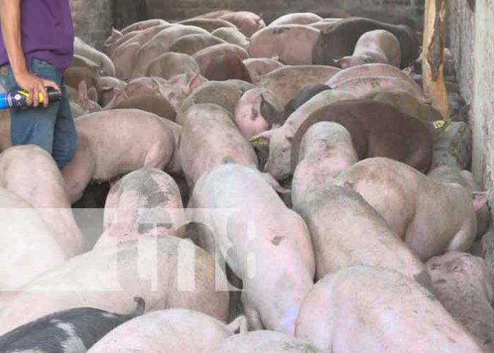 cerdas,-nueva-segovia-2 200 bonos de cerdas para mejorar el hato porcino en Nueva Segovia / FOTO / TN8