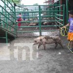 Mujeres nandaimeñas reciben bono de cerdo del INTA Foto: Entregan bonos de cerdas reproductoras en Nandaime / TN8