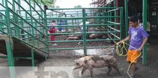 Foto: Entregan bonos de cerdas reproductoras en Nandaime / TN8