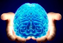 Descubren nuevo tipo de célula cerebral Nuevo tipo de célula cerebral