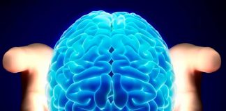 Nuevo tipo de célula cerebral