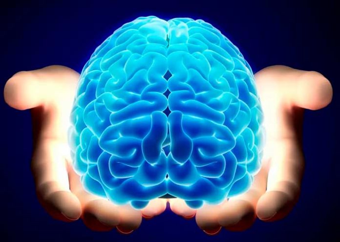 Nuevo tipo de célula cerebral