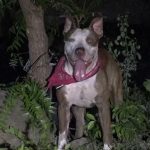 Perro se pone «modo bestia» y desconoce a su dueño en Chinandega Perro "Rambo" que atacó a su dueño en Chinandega