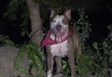 Perro se pone «modo bestia» y desconoce a su dueño en Chinandega Perro "Rambo" que atacó a su dueño en Chinandega
