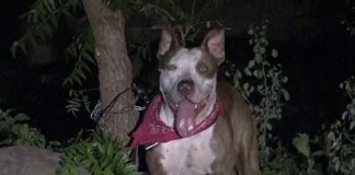 Perro "Rambo" que atacó a su dueño en Chinandega