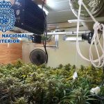 españa, marihuana, narcotrafico, crimen organizado,