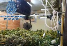 España: Cae ‘Clan de los Coquinas’ por tráfico de cogollos de marihuana españa, marihuana, narcotrafico, crimen organizado,