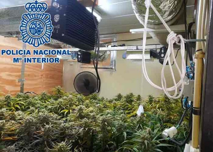 españa, marihuana, narcotrafico, crimen organizado,