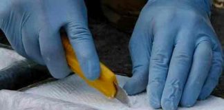 Costa Rica: Autoridades detienen a tres personas con 900 kilos de cocaína