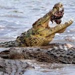 Adolescente es atacada por un cocodrilo en el Pacífico mexicano