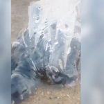 Rescatan a pequeña tortuga atrapada en bolsa de plástico en el mar (VIDEO) Foto: Rescatan a pequeña tortuga atrapada en bolsa de plástico en el mar / LR