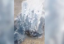 Rescatan a pequeña tortuga atrapada en bolsa de plástico en el mar (VIDEO) Foto: Rescatan a pequeña tortuga atrapada en bolsa de plástico en el mar / LR