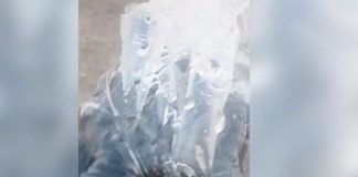 Foto: Rescatan a pequeña tortuga atrapada en bolsa de plástico en el mar / LR