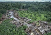 La deforestación en la Amazonía brasileña batió nuevo récord en junio brasil, deforestacion, amazonia brasileña, medio ambiente,