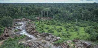 brasil, deforestacion, amazonia brasileña, medio ambiente,