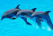 Día Mundial de los Delfines en Cautiverio delfines, océanos, hábitat, libertad,
