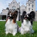 Día Mundial del Perro: Un día para hacer conciencia a no abandonarlos / FOTO / TIMOTHY A. CLARY / AFP