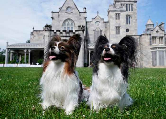 dia,-perros Día Mundial del Perro: Un día para hacer conciencia a no abandonarlos / FOTO / TIMOTHY A. CLARY / AFP