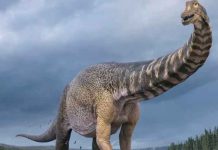 Dinosaurio del tamaño de un autobús caminó por España hace 130 millones de años dinosaurio, españa, autobús, gigantesco,
