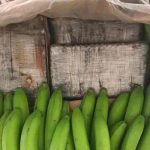Aprehensión de droga en bananos de Ecuador superó toneladas desde 2020 ecuador, droga, banano, narcotrafico,