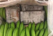 Aprehensión de droga en bananos de Ecuador superó toneladas desde 2020 ecuador, droga, banano, narcotrafico,