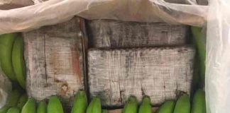 ecuador, droga, banano, narcotrafico,
