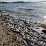 Marea roja tóxica dejó 600 toneladas de peces muertos en Florida Foto: Marea roja tóxica dejó 600 toneladas de peces muertos en Florida/Referencia