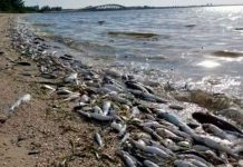 Marea roja tóxica dejó 600 toneladas de peces muertos en Florida Foto: Marea roja tóxica dejó 600 toneladas de peces muertos en Florida/Referencia