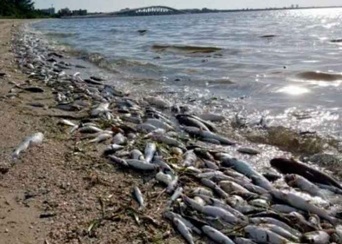 eeuu6 Foto: Marea roja tóxica dejó 600 toneladas de peces muertos en Florida/Referencia